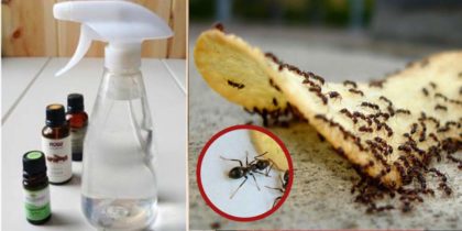 היפטרו מנמלים: מומחים חושפים 3 שיטות זולות ויעילות שיעלימו את הנמלים מהחיים שלכם