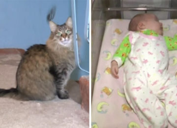תינוקת ננטשה מתחת למדרגות של בניין – אך אז החתולה הזו שמרה עליה והצילה את חייה
