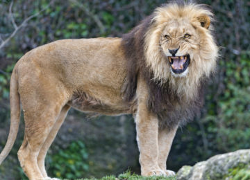 התגובה של האריות הללו לחטיפה של ילדה קטנה הדהימה את כל העולם!