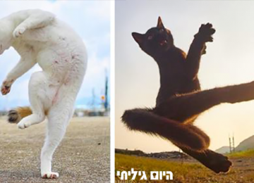 תמונות בתזמון גאוני שהופכות חתולים רגילים לגמרי – לחתולי נינג'ה