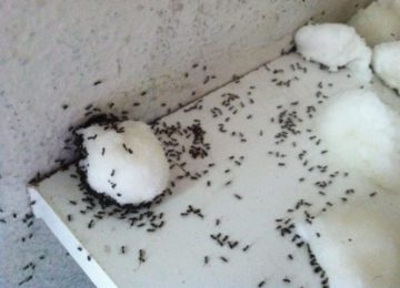 היא לא הצליחה להיפטר מהנמלים במטבח, עד שסיפרו לה על הטריק הגאוני הזה