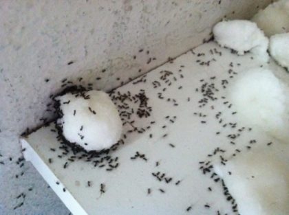 היא לא הצליחה להיפטר מהנמלים במטבח, עד שסיפרו לה על הטריק הגאוני הזה