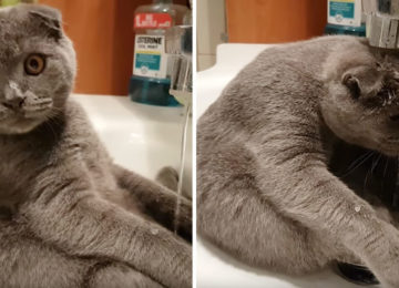 הכירו את החתול שאוהב לעשות אמבטיות – והוא הדבר הכי חמוד בעולם