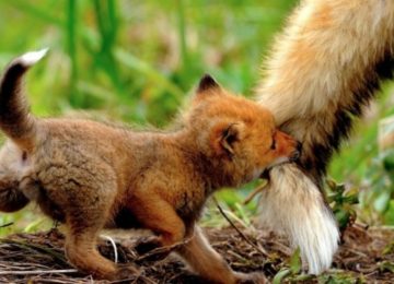20 החיות הכי חמודות בעולם שיודעות שהן תמיד יכולות לסמוך על אהבה של אמא