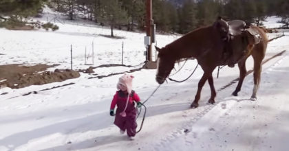הסרטון הזה של ילדה בת שנתיים והסוסה שלה מתפשט ברשת כמו אש בשדה קוצים