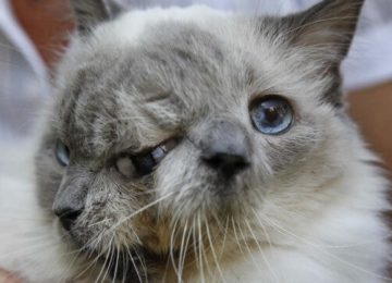 חתול עם שני פרצופים בשם פרנק ולואי קבע שיא גינס, ואז נפטר…