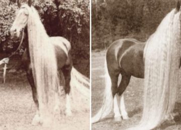האמת מאחורי הסוסים הנדירים הללו שנכחדו במאה ה 19 היא מרתקת ומדהימה!