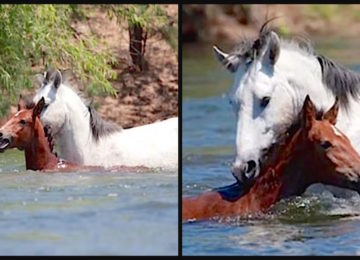 סוסה צעירה נסחפה במורד הנהר והחלה לטבוע. מה שקרה אחר כך הדהים את כולם!