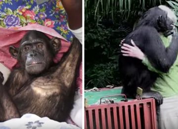 השימפנזה הזו שוחררה בחזרה לטבע – אבל תראו מה היא עושה רגע לפני נעלמת אל תוך היער