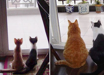 20 תמונות לפני ואחרי של חתולים גדלים שימיסו לכם את הלב