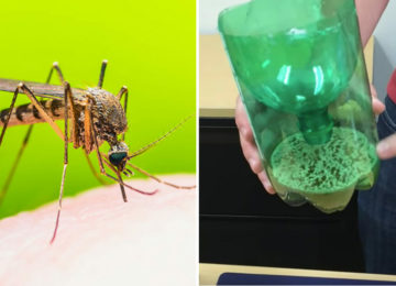 היפטרו מיתושים הקיץ – גלו את מלכודת 3 המרכיבים שיש בבית של כולם