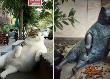 חתול רחוב מפורסם הלך לעולמו, אז העירייה כיבדה את זכרו עם פסל במקום האהוב עליו