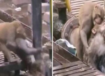 קוף סירב להשאיר את חברו הגוסס מאחור, ואז הוא הדהים את כולם כשהחזיר אותו לחיים!