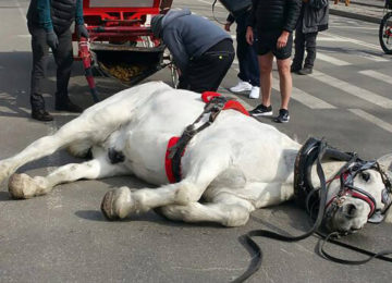 סוס התמוטט באמצע הרחוב – עכשיו פעילים למען בעלי חיים דורשים חקירה