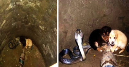 2 גורי כלבים נפלו לתוך באר יחד עם נחש קוברה – עכשיו תראו את התגובה הלא צפויה של הנחש