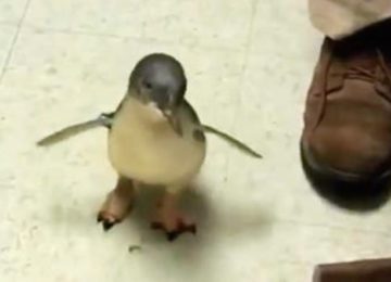 קוקי הפינגווין הלך לחפש את המטפל שלו, ויש לו את התגובה הכי מתוקה בעולם כשהוא מוצא אותו