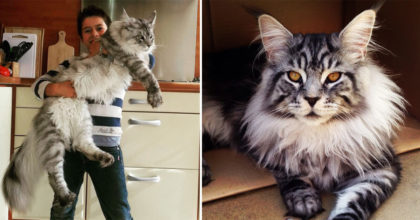 החתול הזה שוקל 16 ק"ג ואורכו 1.23 מטר! הנה התמונות שכל אוהבי החתולים מדברים עליהן