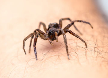 אזהרה: סוג חדש של עכביש התגלה והוא גורם לבשר אדם להרקיב בעקיצה אחת – אוהב להתחבא בבגדים שלכם