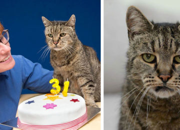נאטמג הוא החתול הכי מבוגר בעולם – בדיוק חגג יום הולדת 31!