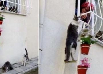 האישה הזו בנתה סולם עבור חתולי הרחוב כדי שהם יוכלו להיכנס לביתה ולברוח מהקור הנורא