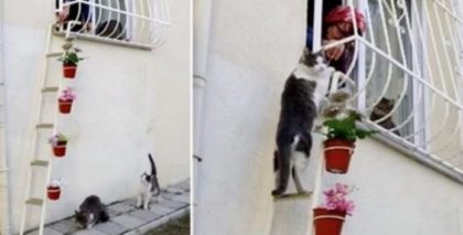 האישה הזו בנתה סולם עבור חתולי הרחוב כדי שהם יוכלו להיכנס לביתה ולברוח מהקור הנורא