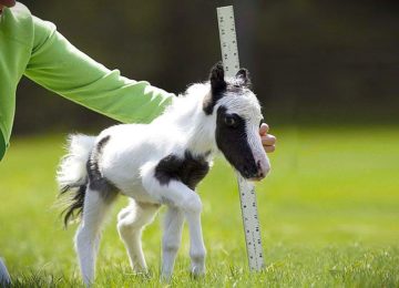 זה הסוס הקטן ביותר בעולם, ואי אפשר שלא להתאהב בו