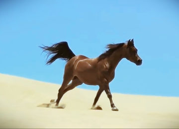 מצלמת הילוך איטי הוצבה מול הסוסים האלה. מה שהיא תיעדה היה מרהיב ועוצר נשימה