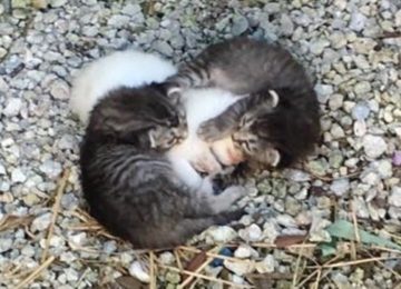 מחלצים מצאו שני גורי חתולים עוטפים את אחותה הקטנה והחולה כדי שיהיה לה חם