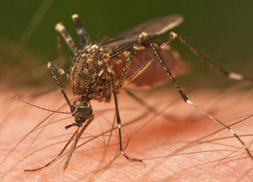 האם אתם כל הזמן נעקצים על ידי יתושים? הטריק הזה הוא הפתרון הטוב ביותר, טוענים רופאים