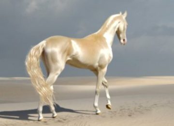 הכירו את היצור הנדיר שאנשים מכנים אותו 'הסוס הכי יפה בעולם'