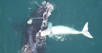 הם הבחינו בלווייתן ענק ליד הסירה שלהם – עכשיו תראו מי מופיע לצידו