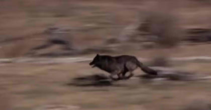 הם שיחררו 14 זאבים באמצע פארק לאומי – אז קרה משהו שאף אחד אפילו לא חלם עליו